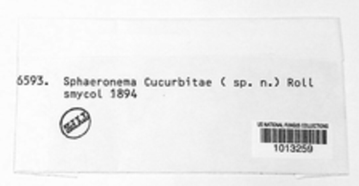 Sphaeronaema image